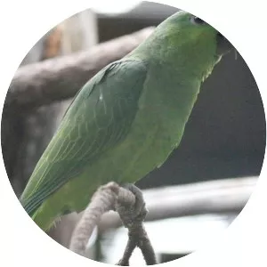 Short-tailed parrot