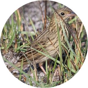 Short-tailed pipit - Birds