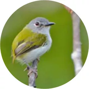 Short-tailed pygmy tyrant