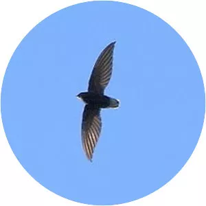 Short-tailed swift