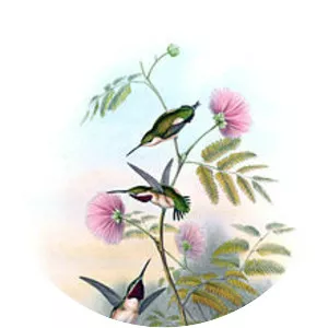 Short-tailed woodstar