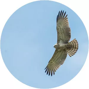 Short-toed snake eagle