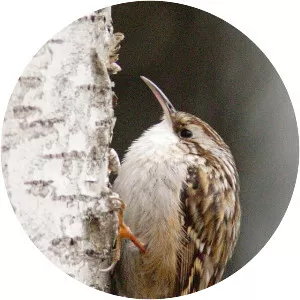 Short-toed treecreeper - Birds