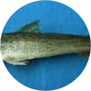 Shorthead lizardfish