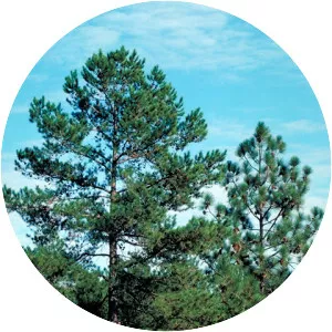 Shortleaf pine - Plants
