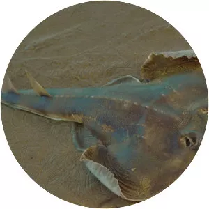 Shortnose guitarfish - 