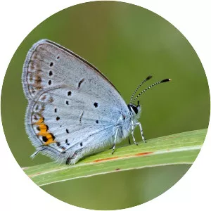 Shorttailed blue