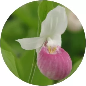 Showy lady's slippers