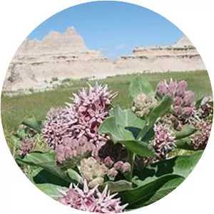 Showy milkweed - Plants