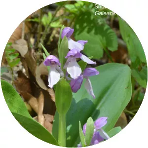 Showy orchis