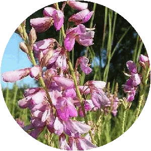 Showy tick-trefoil - Plants