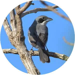 Shrike-like tanager - 