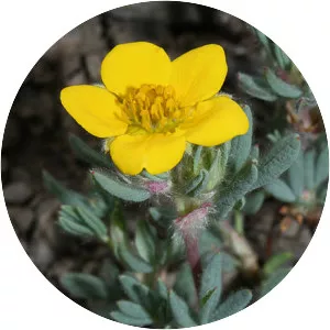 Shrubby cinquefoil - Plants