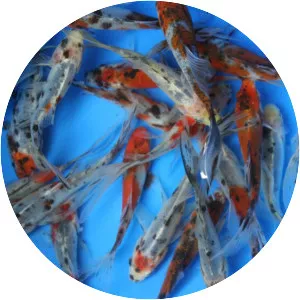 Shubunkin - Goldfish breed