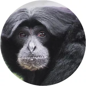 Siamang