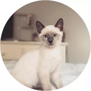 Siamese cat