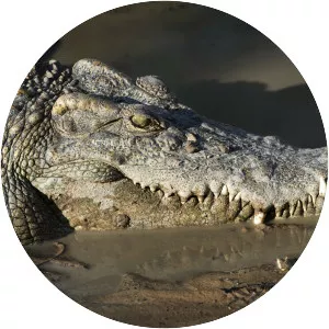 Siamese crocodile
