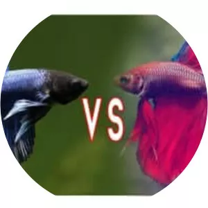 Siamese fighting fish