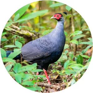 Siamese fireback
