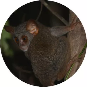 Siau Island tarsier