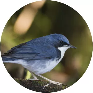 Siberian blue robin
