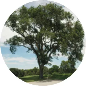 Siberian elm