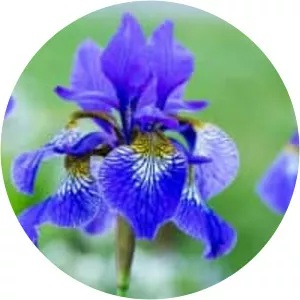 Siberian Iris