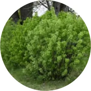 Siberian Peashrub - Plants