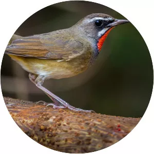 Siberian rubythroat
