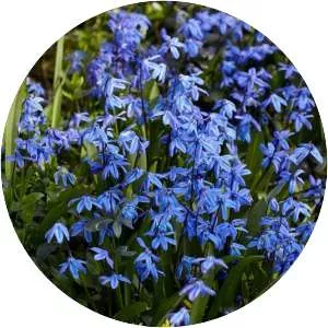 Siberian squill - Plants