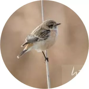 Siberian stonechat - Birds