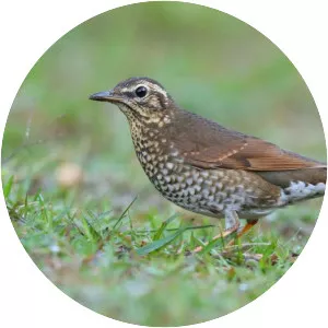 Siberian thrush