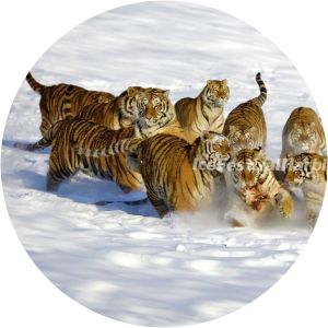 Siberian Tiger Park