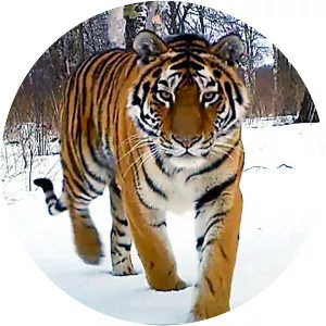 Siberian Tiger