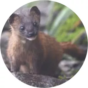 Siberian weasel - Animal