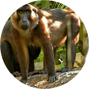 Siberut macaque
