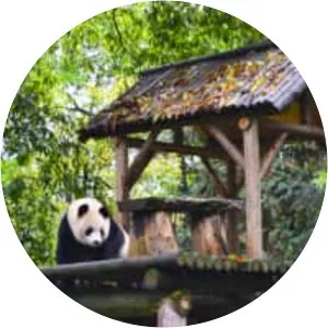 Sichuan Giant Panda Sanctuaries