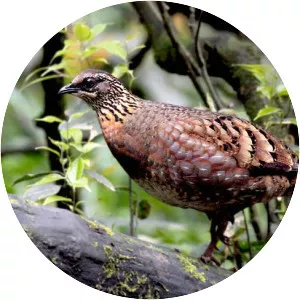 Sichuan partridge