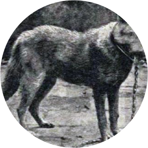 Sicilian wolf - Animal