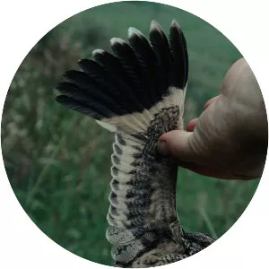 Sickle-winged nightjar