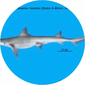 Sicklefin smooth-hound