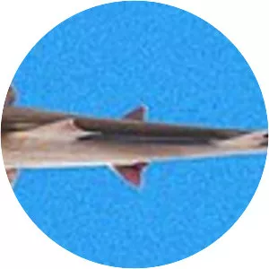 Sicklefin smoothhound