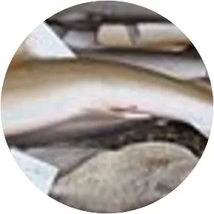 Sicklefin weasel shark