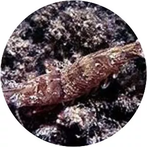 Sicyonia carinata - 