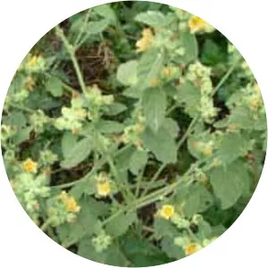 Sida cordifolia - Plants