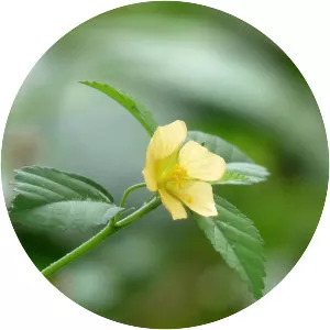 Sida rhombifolia - Plants