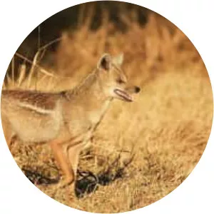 Side-striped jackal