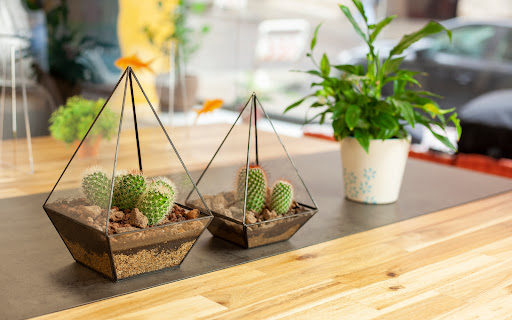 Sidera Visus TERRARIOS - Interior plant service in Madrid, Spain