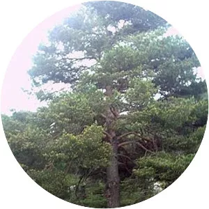 Sierra de la Alfaguara