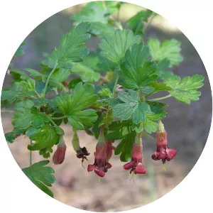 Sierra gooseberry - 